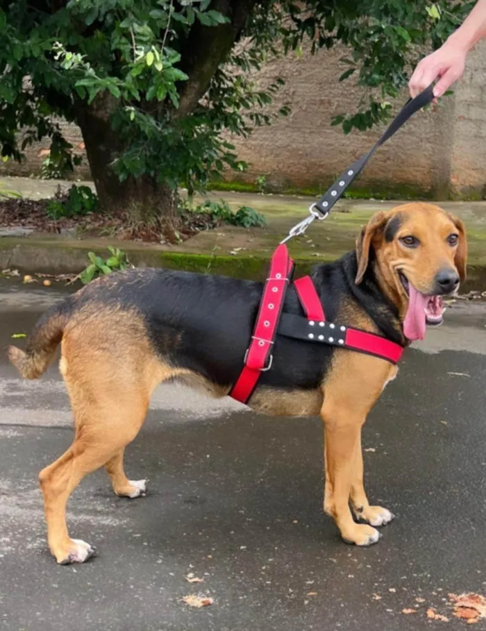 Cachorro ra a SRD-ViraLata idade 4 anos nome Nutella