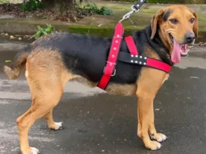 Cachorro raça SRD-ViraLata idade 4 anos nome Nutella