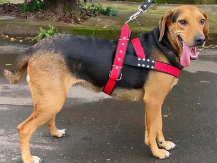 Cachorro ra a SRD-ViraLata idade 4 anos nome Nutella