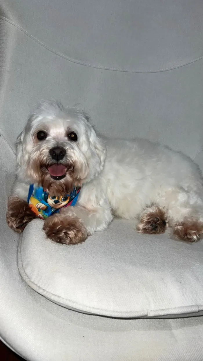 Cachorro ra a Maltês idade 6 ou mais anos nome Gucci