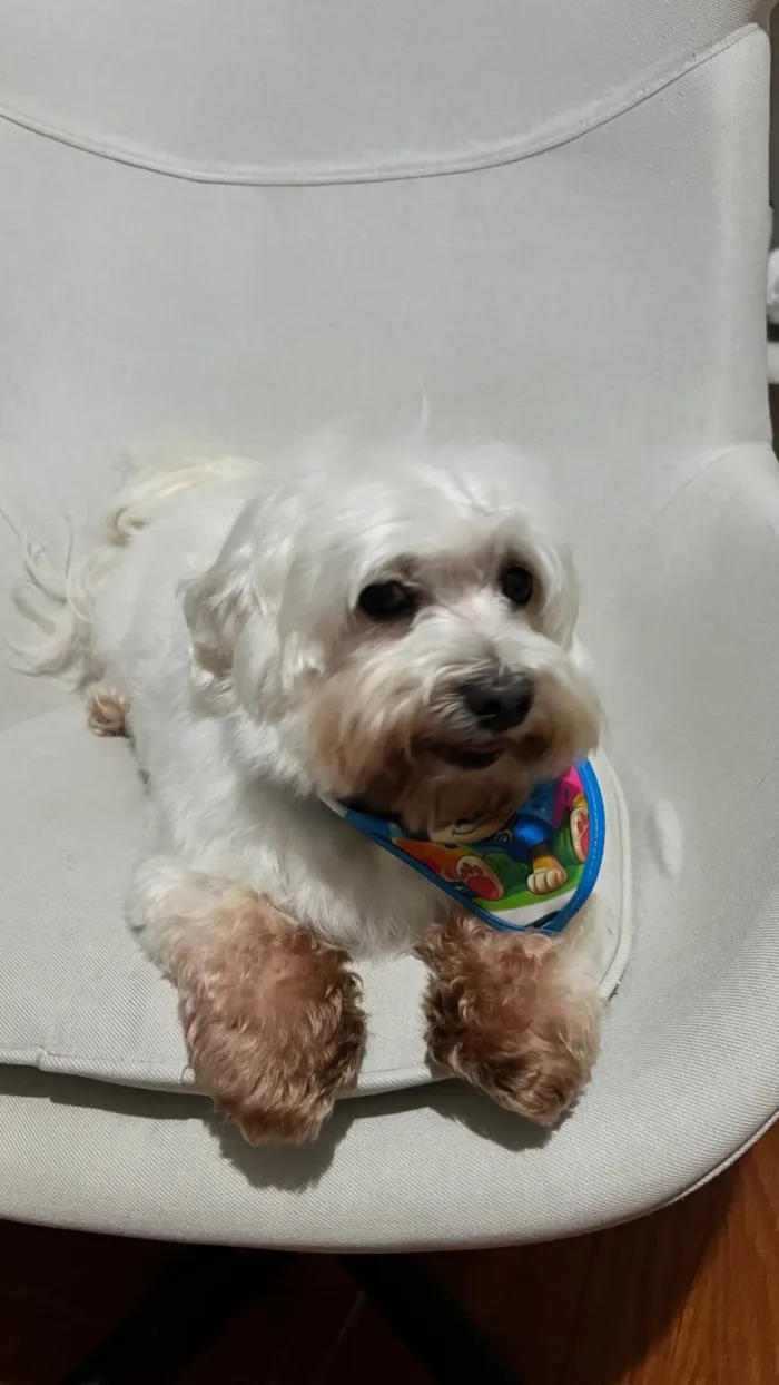 Cachorro ra a Maltês idade 6 ou mais anos nome Gucci