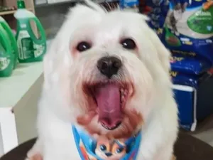 Cachorro raça Maltês idade 6 ou mais anos nome Gucci