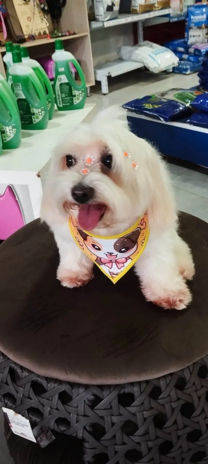 Cachorro ra a Maltês idade 6 ou mais anos nome Bella