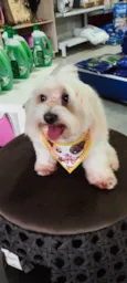 Bella