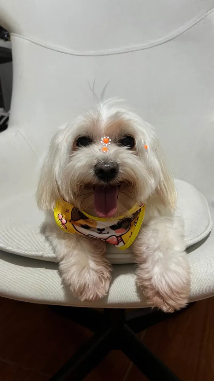 Cachorro ra a Maltês idade 6 ou mais anos nome Bella