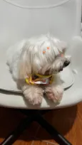 Bella