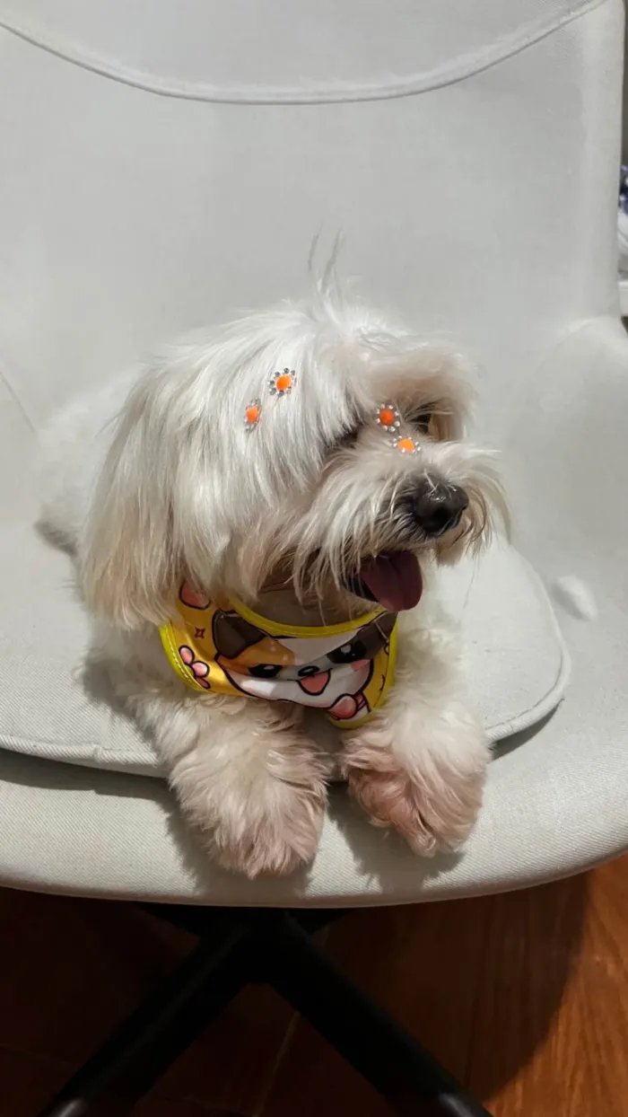 Cachorro ra a Maltês idade 6 ou mais anos nome Bella