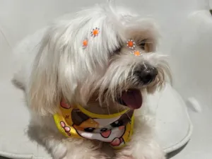 Cachorro raça Maltês idade 6 ou mais anos nome Bella