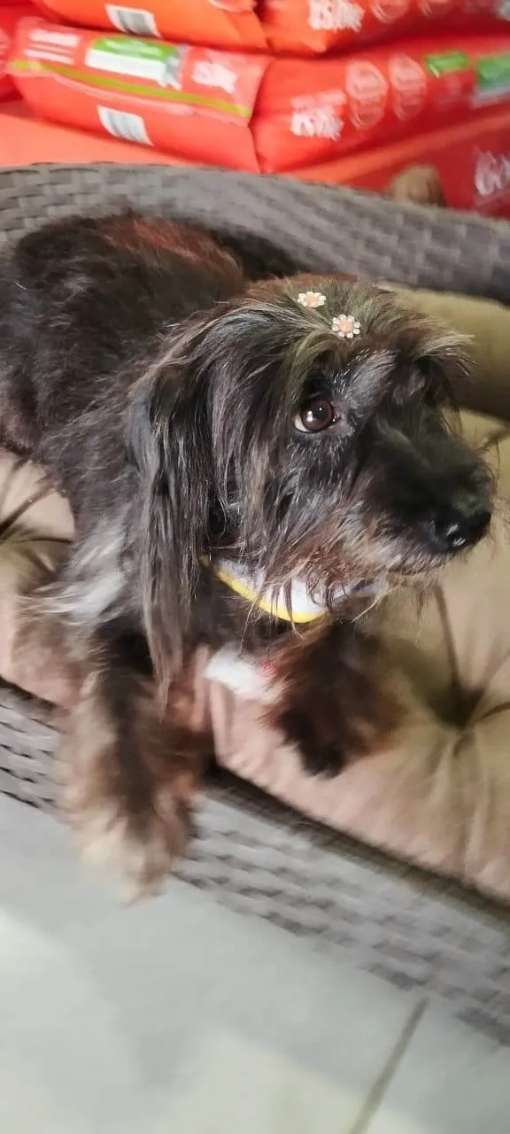 Cachorro ra a SRD-ViraLata idade 6 ou mais anos nome Pretinha