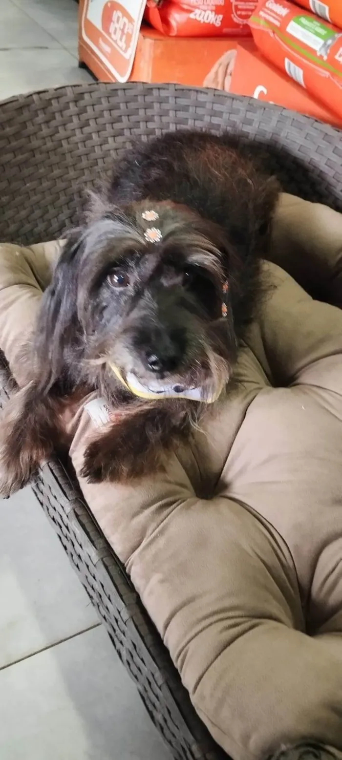 Cachorro ra a SRD-ViraLata idade 6 ou mais anos nome Pretinha