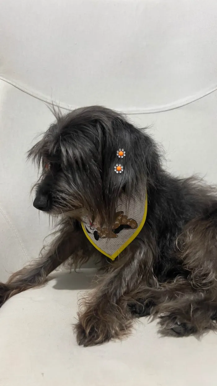 Cachorro ra a SRD-ViraLata idade 6 ou mais anos nome Pretinha