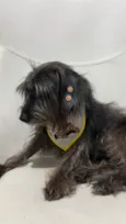 Pretinha