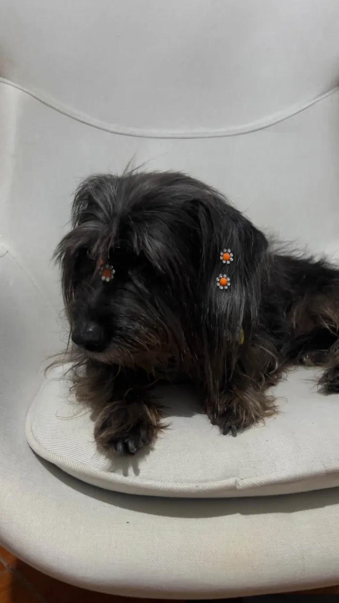 Cachorro ra a SRD-ViraLata idade 6 ou mais anos nome Pretinha