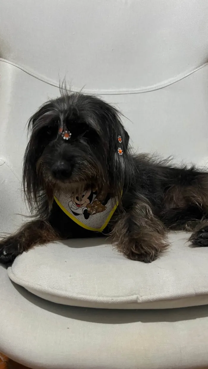Cachorro ra a SRD-ViraLata idade 6 ou mais anos nome Pretinha