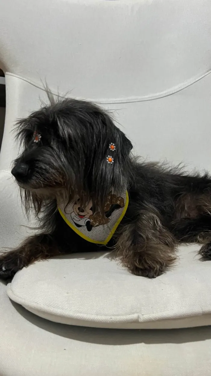 Cachorro ra a SRD-ViraLata idade 6 ou mais anos nome Pretinha