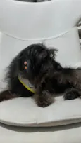 Pretinha