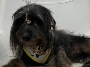 Cachorro raça SRD-ViraLata idade 6 ou mais anos nome Pretinha