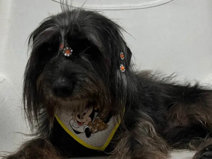 Cachorro ra a SRD-ViraLata idade 6 ou mais anos nome Pretinha