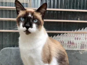 Gato raça Siamês idade 6 ou mais anos nome Caçula 