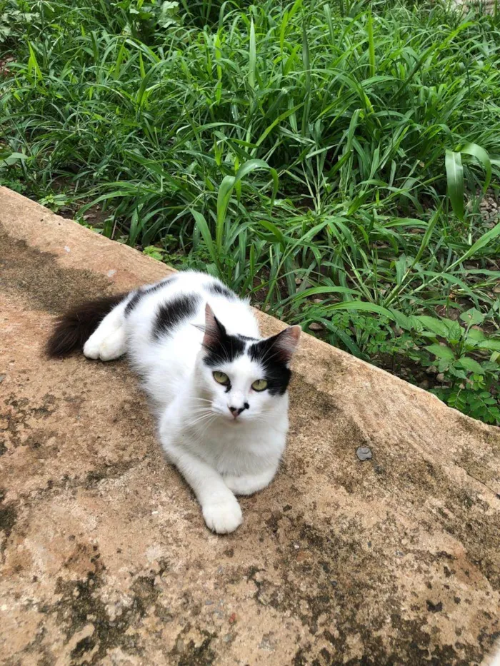 Gato ra a SRD-ViraLata idade 6 ou mais anos nome Chanel 