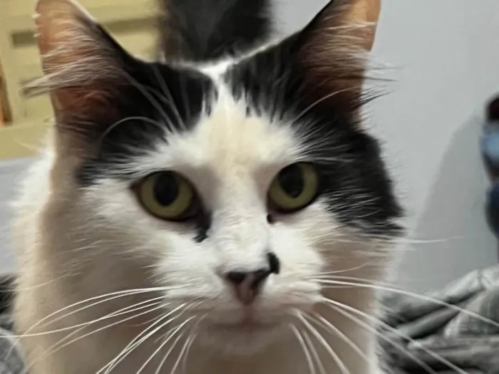 Gato ra a SRD-ViraLata idade 6 ou mais anos nome Chanel 