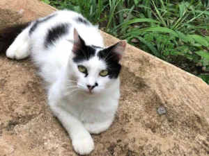 Gato raça SRD-ViraLata idade 6 ou mais anos nome Chanel 