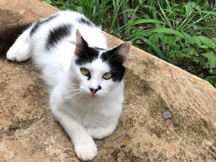 Gato ra a SRD-ViraLata idade 6 ou mais anos nome Chanel 