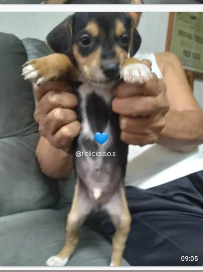 Cachorro ra a SRD-ViraLata idade 2 a 6 meses nome Bebes