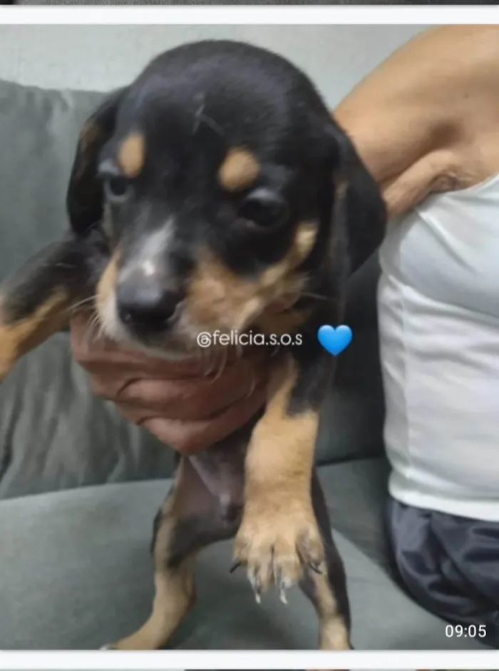Cachorro ra a SRD-ViraLata idade 2 a 6 meses nome Bebes