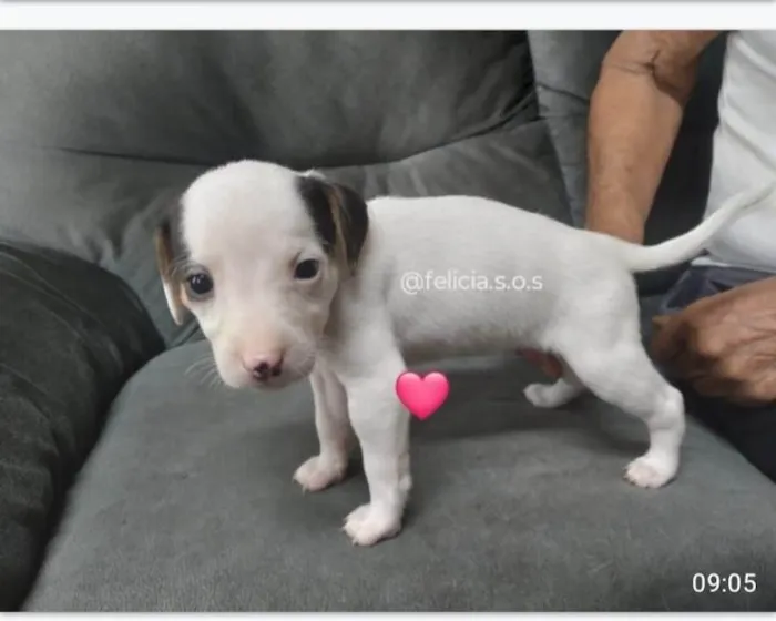 Cachorro ra a SRD-ViraLata idade 2 a 6 meses nome Bebes