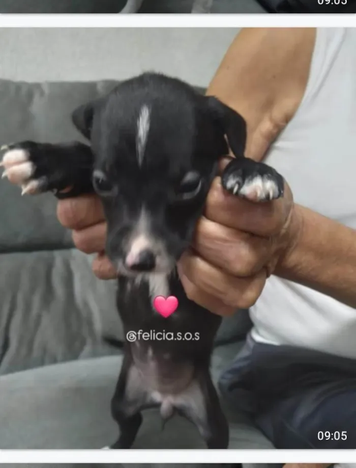 Cachorro ra a SRD-ViraLata idade 2 a 6 meses nome Bebes