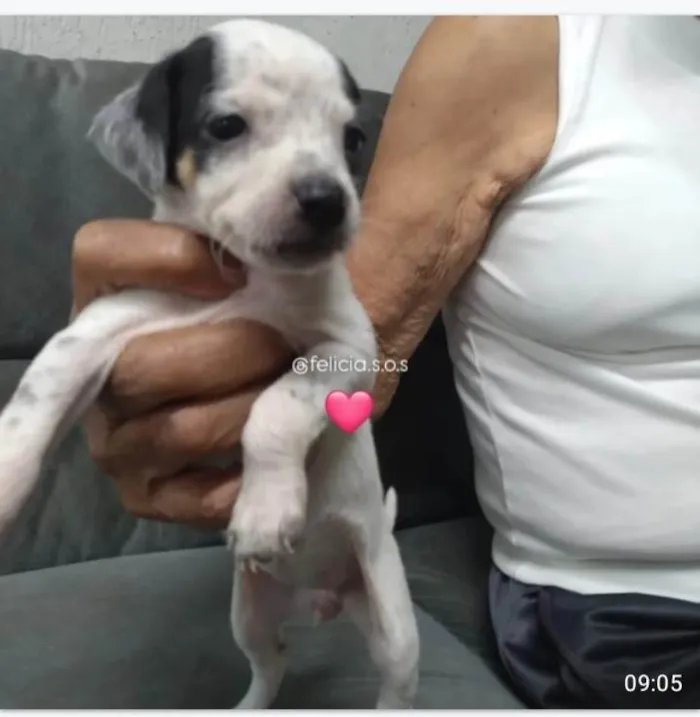 Cachorro ra a SRD-ViraLata idade 2 a 6 meses nome Bebes