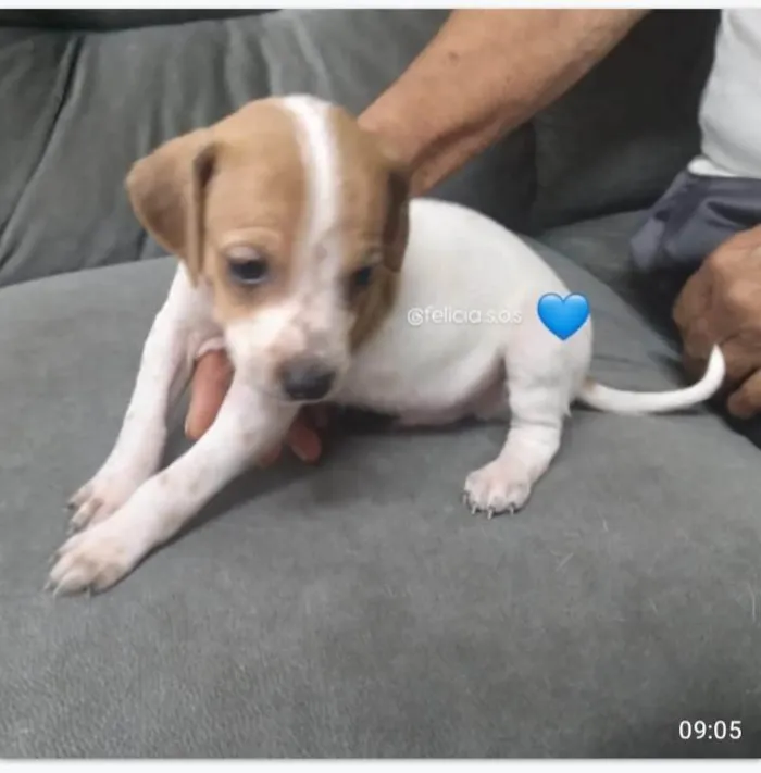 Cachorro ra a SRD-ViraLata idade 2 a 6 meses nome Bebes