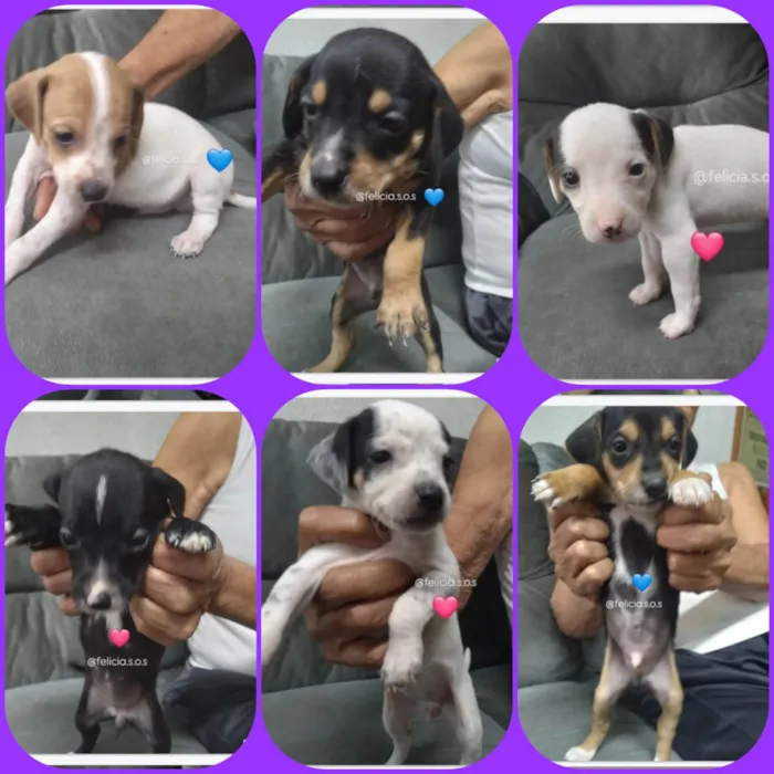 Cachorro ra a SRD-ViraLata idade 2 a 6 meses nome Bebes