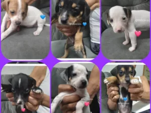 Cachorro raça SRD-ViraLata idade 2 a 6 meses nome Bebes