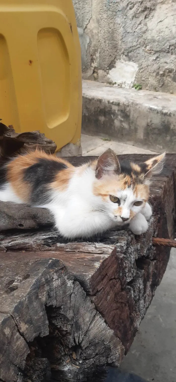 Gato ra a SRD-ViraLata idade 7 a 11 meses nome Chetara