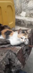 Chetara