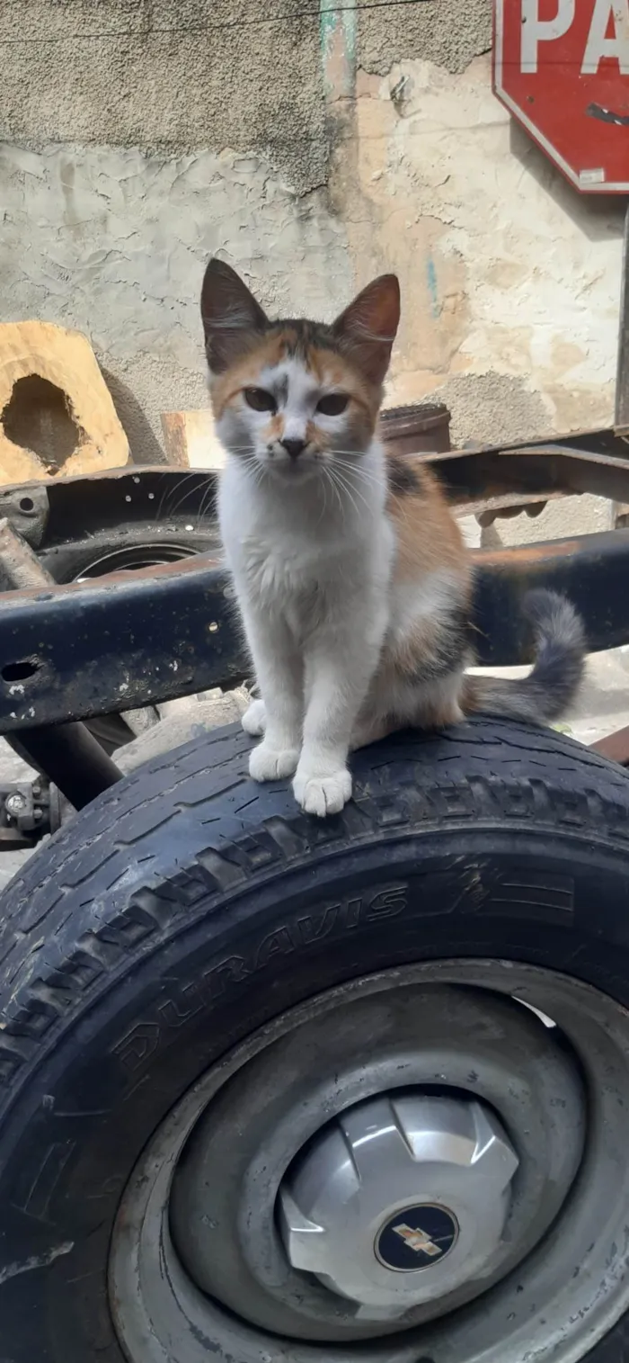 Gato ra a SRD-ViraLata idade 7 a 11 meses nome Chetara