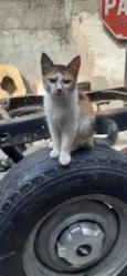 Chetara