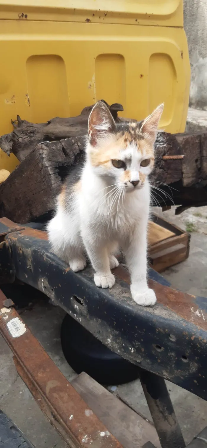 Gato ra a SRD-ViraLata idade 7 a 11 meses nome Chetara
