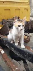 Chetara
