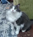 Ester