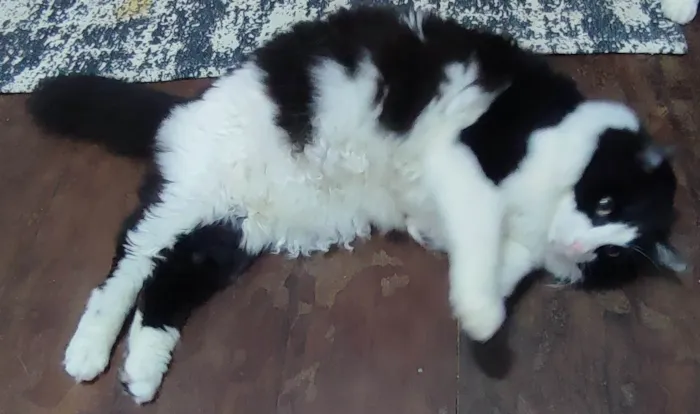 Gato ra a SRD-ViraLata idade 5 anos nome Amora e Ester