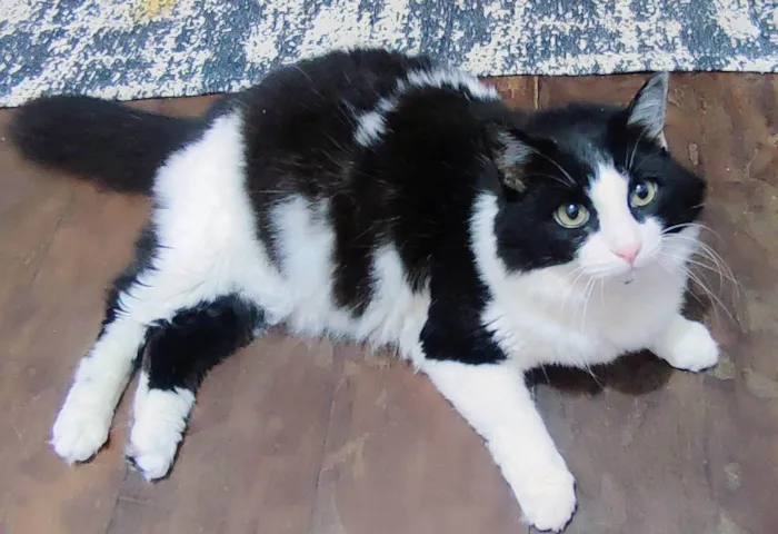Gato ra a SRD-ViraLata idade 5 anos nome Amora e Ester