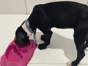 Cachorro raça SRD-ViraLata idade 2 a 6 meses nome Penélope 