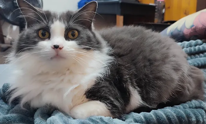 Gato ra a SRD-ViraLata idade 5 anos nome Amora e Ester