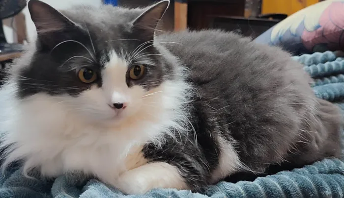 Gato ra a SRD-ViraLata idade 5 anos nome Amora e Ester