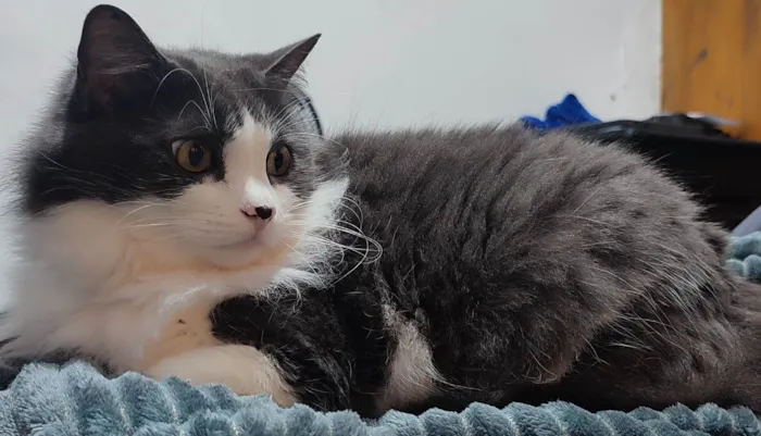 Gato ra a SRD-ViraLata idade 5 anos nome Amora e Ester