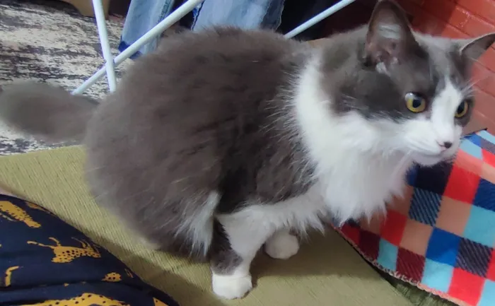 Gato ra a SRD-ViraLata idade 5 anos nome Amora e Ester