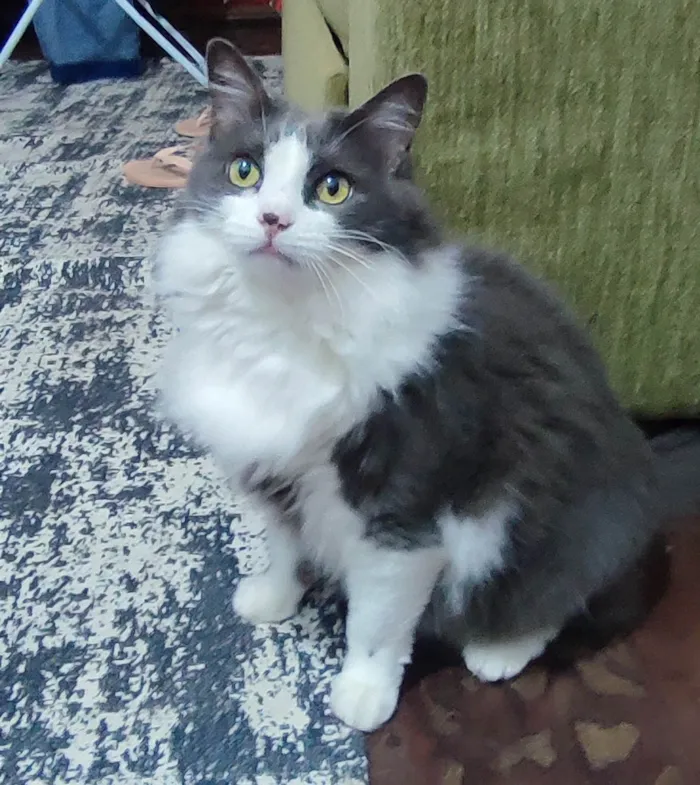 Gato ra a SRD-ViraLata idade 5 anos nome Amora e Ester